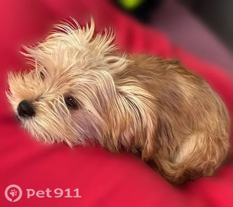 Lost dog, Oriskany Way, 1434, Baltimore - small long-haired brown Yorkie, last seen at Woodbridge station - photo