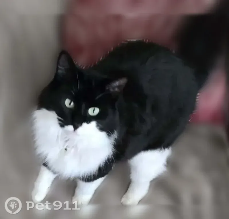Lost cat, Southeast 1st Street, 13829, Bellevue - female, may be injured - photo
