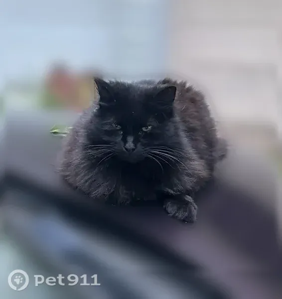 Lost cat, Old Trail Road, 30, Glastonbury Center - female, all black, left ear notch - photo