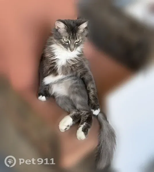 Lost cat, Tangerine Drive, 215, Sanford - female, grey blue silver back coat, green eyes - photo