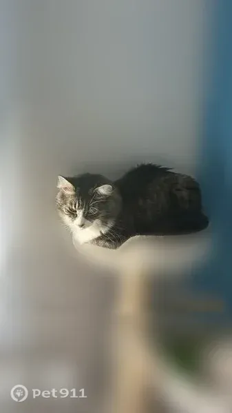 Perdu chat mâle, Rue Guynemer, Quimperlé, Ploemeur - pucé - photo