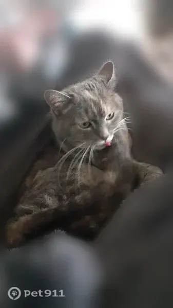 Chat perdu femelle, Rue des Bordes, Réveillon, Paris - petite chatte tigrée grise - photo