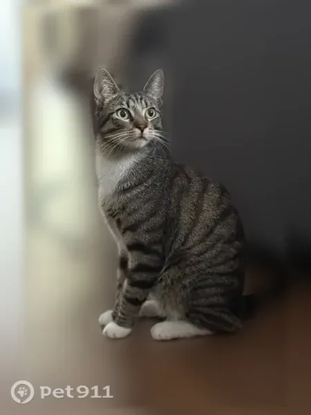 Chat perdu mâle, Rue du Bac, 128, Verneuil-sur-Seine - tigré gris avec pattes blanches - photo