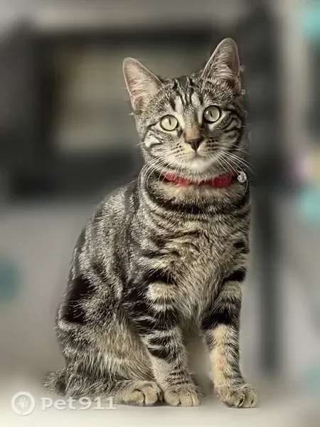Chat perdu femelle, Rue du Queyras, Échirolles - tigrée, collier rose avec grelot - photo