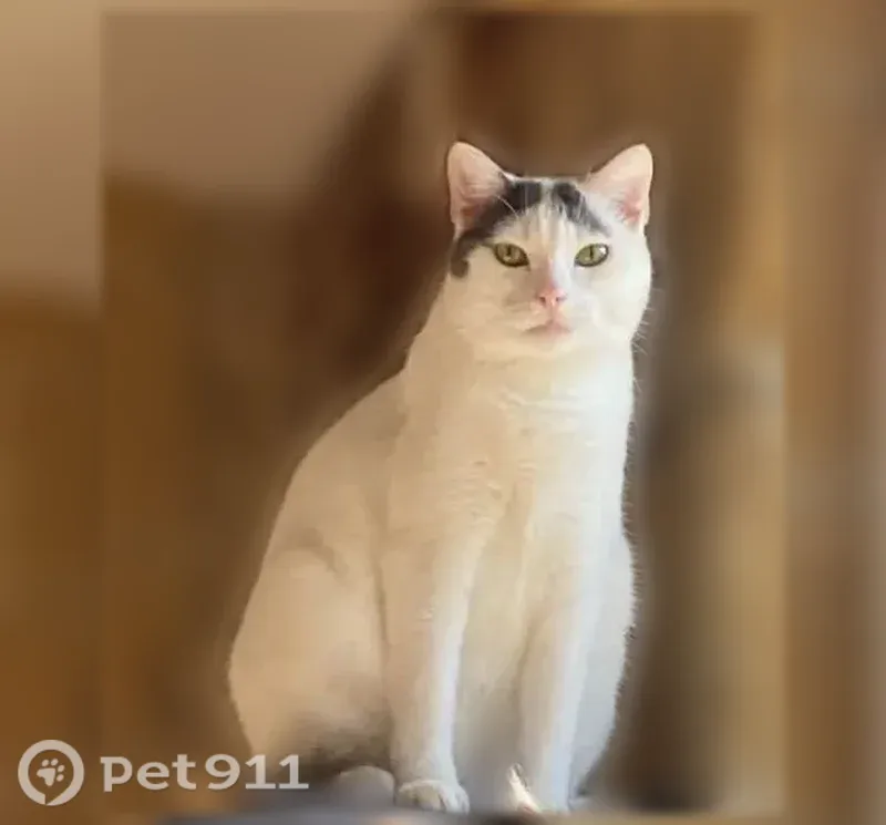 Perdu chat femelle, Faubourg du Fond de Givonne, 103, Sedan, Paris - blanche avec queue noire et 2 taches sur la tête - photo