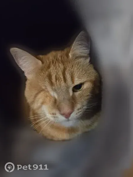 Perdu chat mâle, Rue Coluche, 3, Talange - roux, sans œil droit - photo