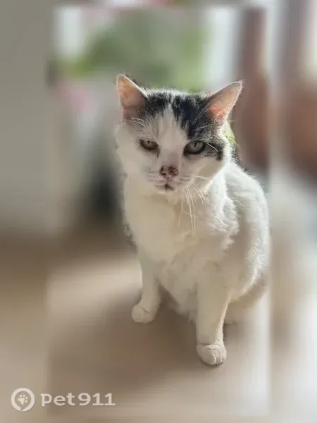 Chat perdu femelle, Martigné-sur-Mayenne, Paris - très câline, blanche avec taches noires et marron - photo