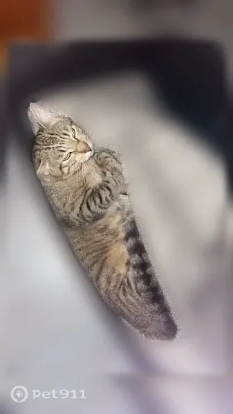 Chat perdu mâle, Ploufragan, Bretagne, Rennes — tigré, oreille cassée - photo