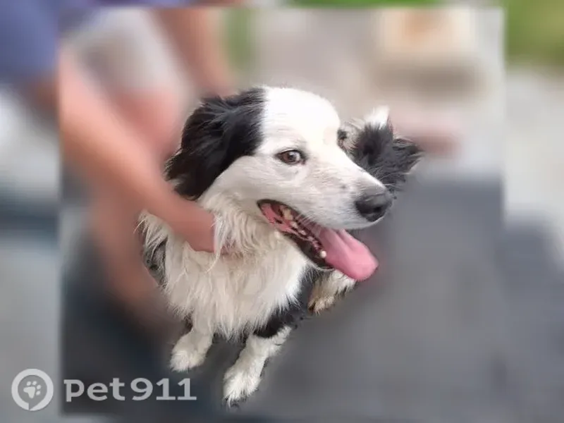 Found dog, South 4460 West, 5006, Kearns - male, black and white collie, black patch over one eye - photo