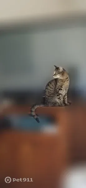 Chat perdu, femelle, Rue du Pavillon, Guignes — tigrée et pucée - photo