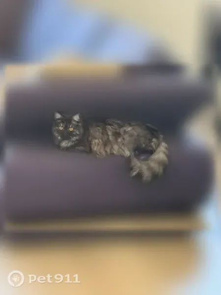 Chat perdu femelle, Allée des Cornouillers, 1, Champs-sur-Marne - noire et grise, pucée - photo
