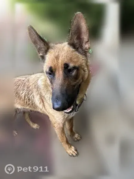 Found dog, 12th and Hampton, Dallas - female German shepherd - photo