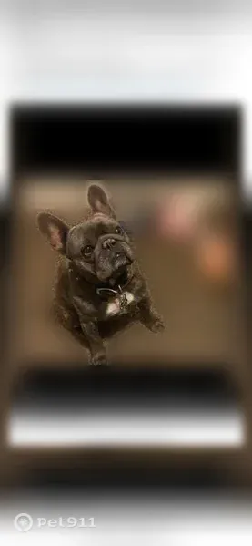 Lost dog, Truxtun Avenue, 1401-1499, Bakersfield - small brindle male with name tag - photo