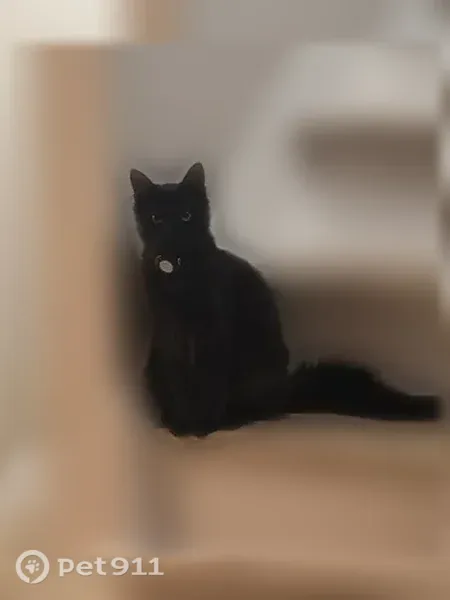 Lost cat, Tannahill Drive Southeast, 834, Huntsville, Birmingham - male, long silky coat - photo