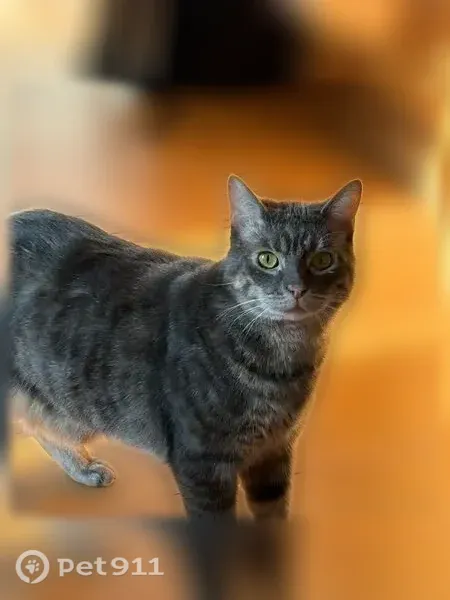 Chat perdu mâle, Rue du Docteur Guérin, 22, Tours, Lille — tigré gris, très craintif - photo