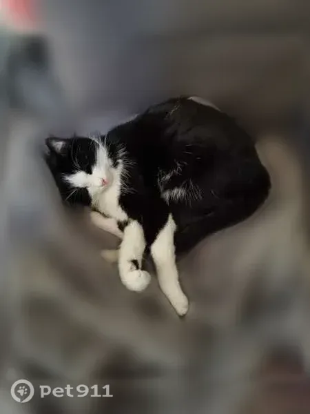 Chat perdu, femelle, Rue Saint-Louis, 26, La Roche-Posay, Paris - timide, noire et blanche - photo
