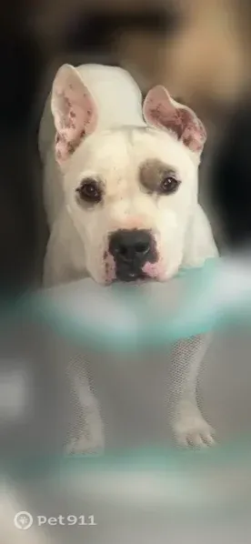 Lost dog, Pasadena Circle, 10350, El Paso — white fur with a spot on his eyes, needs heart medication - photo
