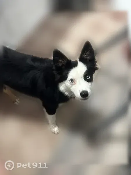 Found dog, Rolling Glen, 102, Springtown — very sweet - photo