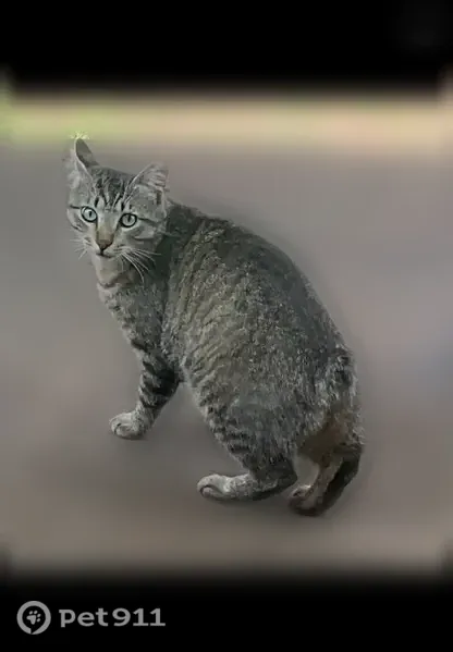 Lost cat, North Main Street, 705, Grapevine — gray tabby, clipped left ear - photo