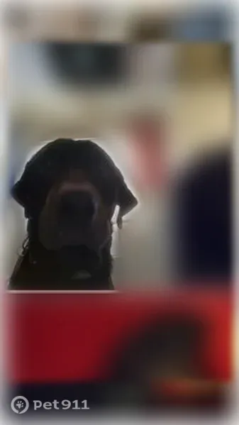 Lost dog, Lynn Creek Drive, 104, Mabank - black Labrador with rottweiler markings - photo