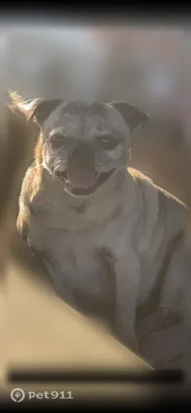 Lost dog, North 34th Street, 5548, McAllen - elderly, missing teeth - photo