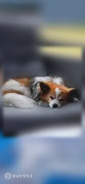 Chien perdu mâle, Rue de Rennes, 7, Larmor-Plage, Perpignan - petit, sourd - photo