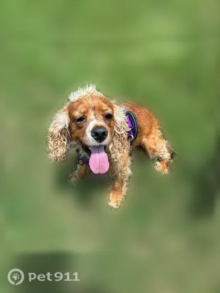 Lost dog, Ayers Drive, 175, Jackson, Arlington - reddish brown, long blondish ears - photo