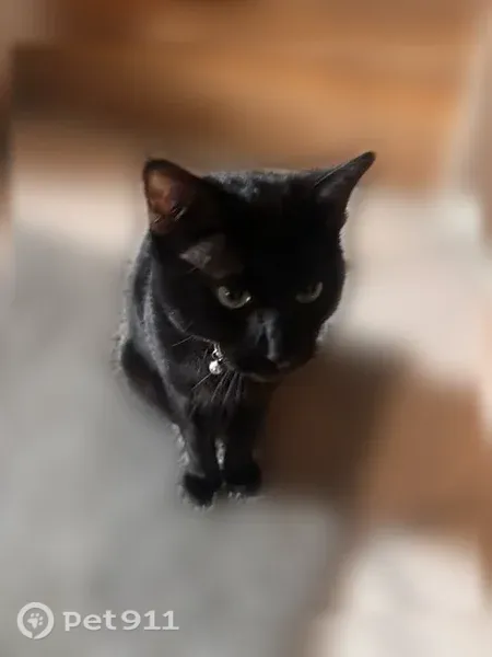 Lost cat, Bunny Trail, 120, Kyle, Arlington - male, mostly black, green eyes - photo