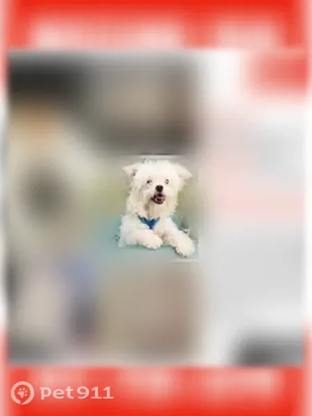 Lost dog, Sutter Avenue, 133-10, Queens - female, all white, pink harness - photo