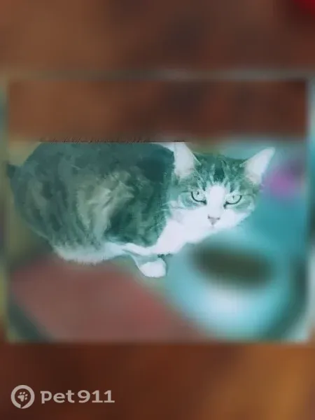 Chat perdu femelle, Domaine de la Goujonne, Saint-Sauveur-lès-Bray, Bray-sur-Seine - photo