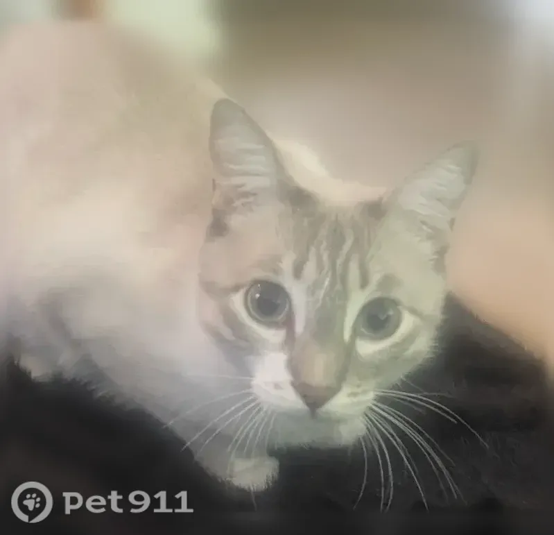 Chat perdu mâle, Square de la Brèche, 30, Nanterre - très joueur et curieux - photo