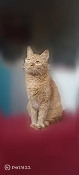 Chat perdu femelle, Avenue Émile Zola, 21, Royan - chatte tigrée rousse - photo