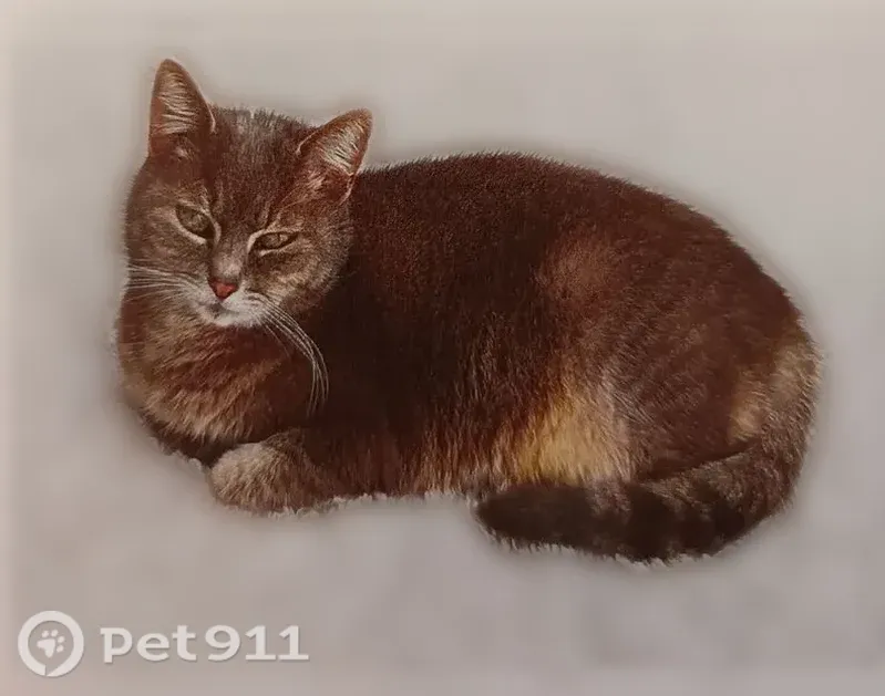 Chat perdu, Rue Kerviler, Rennes - femelle, petite chatte grise un peu tigrée - photo