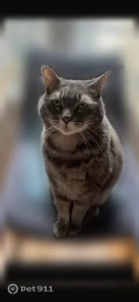 Chat perdu mâle, E50, Plélo - tigre gris et blanc - photo