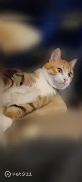 Chat perdu femelle, Boulevard Guadeloupe, Le Barcarès, Lyon — chatte tricolore, pucée - photo