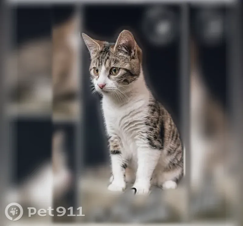 Chat perdu, Rue du Bocage, 15, Taden, Brest - femelle craintive, nez rose - photo