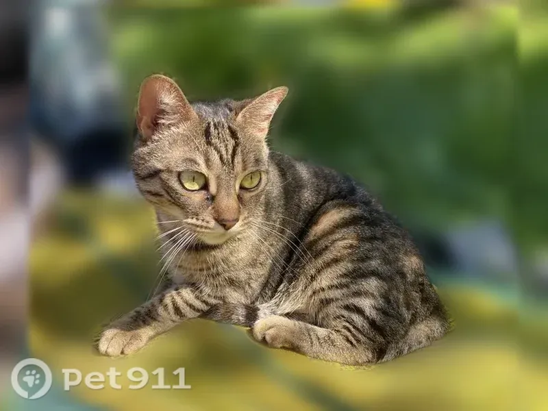 Perdu chat femelle, Eurre, tigrée assez petite - photo