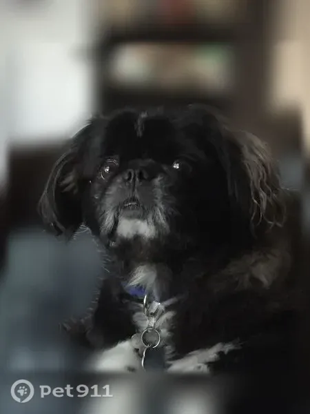 Lost dog, Pine Grove Drive, 122, Savannah - deaf, limited vision - photo