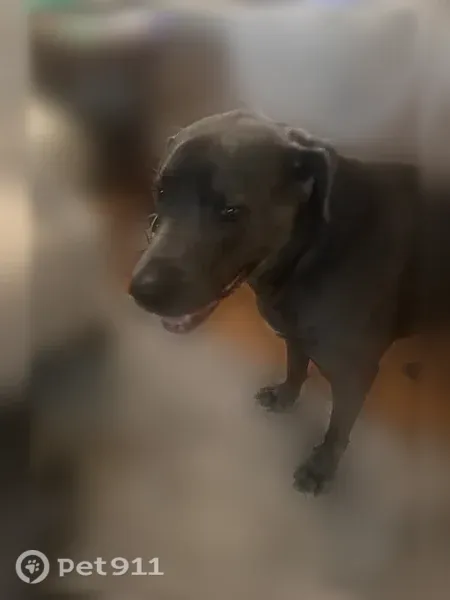 Lost dog, East 4th Street, 3201, Long Beach - 10 years old, about 100 lbs - photo
