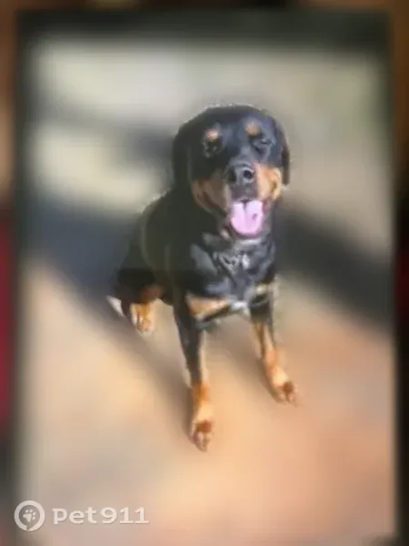 Lost dog, Lubbock, Texas - brown and black - photo
