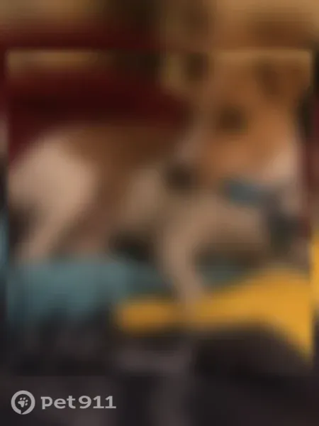 Lost dog, Joplin Street, 7246, Capitol Heights - photo