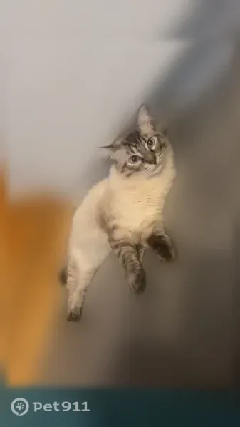 Chat perdu mâle, Rue de la Gicquelaie, Redon - croisé siamois, queue très touffue - photo