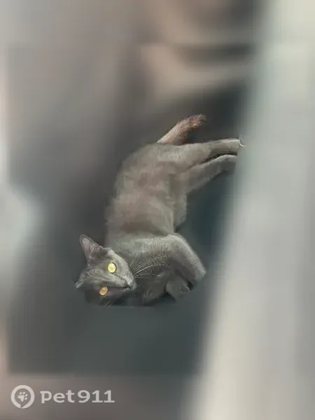 Chat perdu mâle, Chemin des Tartreux, 13 bis, Dampmart - assez fin, petite tête - photo