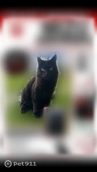 Chat perdu mâle, Rue Paul-Louis Courier, 3, Joué-lès-Tours - collier vert, poil noir long - photo