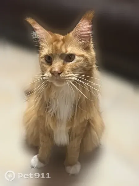 Perdu chat mâle, Rue Saint-François, 97, Salon-de-Provence - robe roux, torse et chaussettes blanches - photo
