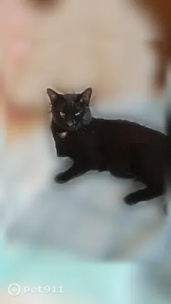 Chat perdu mâle, Résidence Goya, 1, Étreux, Valenciennes — noir avec une tache blanche au cou - photo