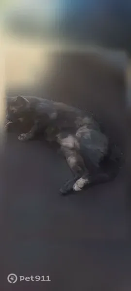 Chat perdu femelle, Route de Fontgrand, 2015, Livron-sur-Drôme - grise avec des tâches marron claire - photo