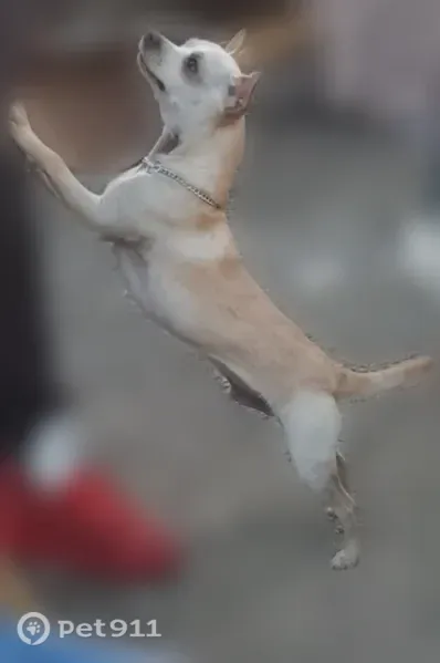 Lost dog, East Taylor Street, Stockton - male, stolen from a garage - photo