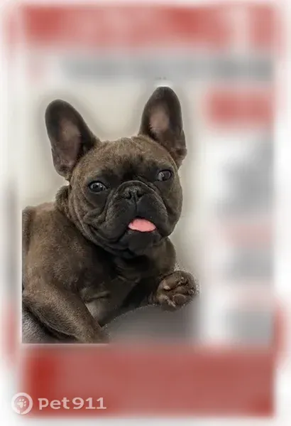 Lost dog, Parthenia Street, 22121, Los Angeles - female - photo