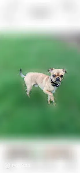 Lost dog, Beverly Drive, 163, Bridgeport — very friendly, 6 yrs old - photo